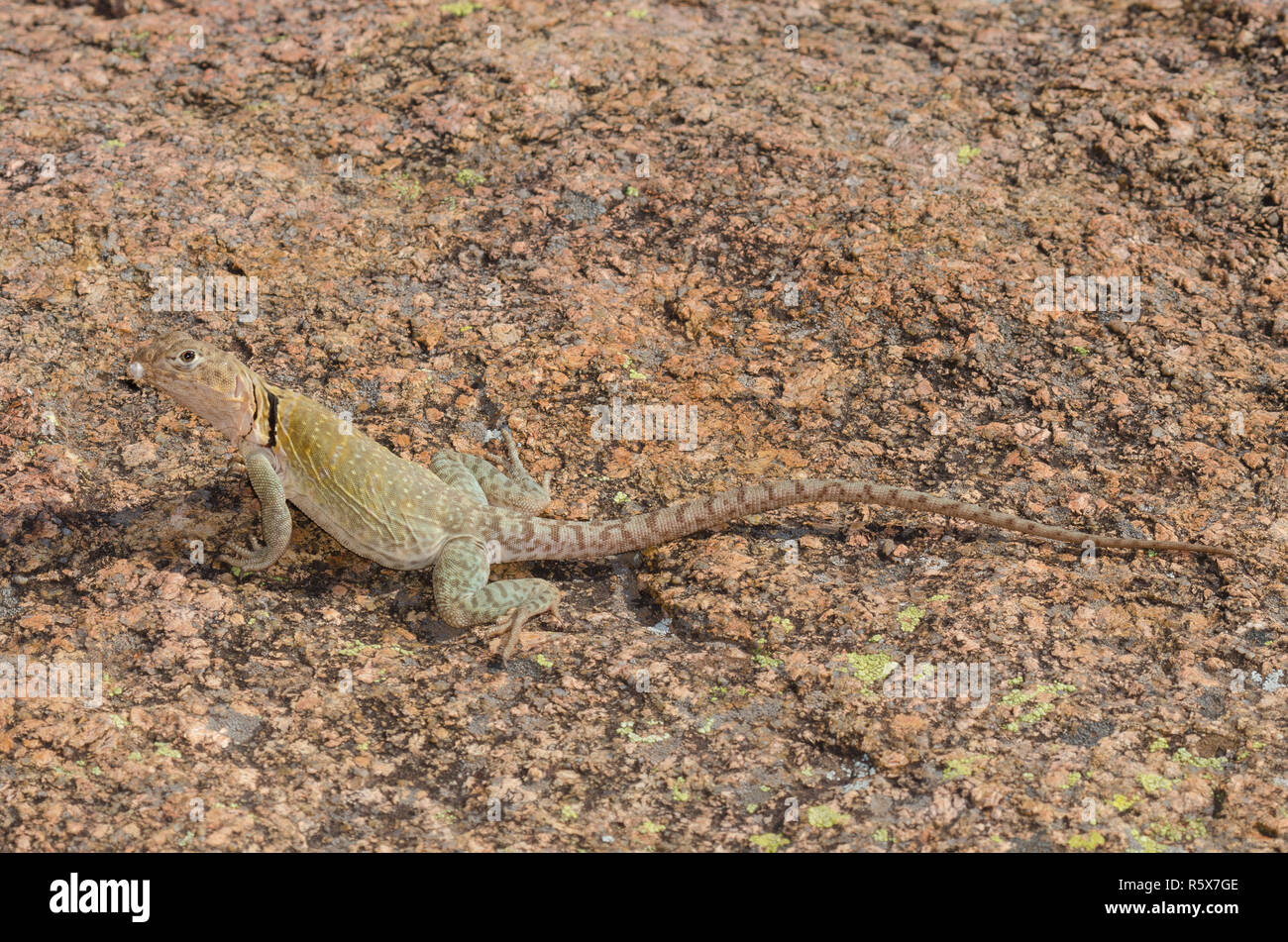 Eastern Collared Lizard, Crotaphytus collaris Stock Photo Alamy