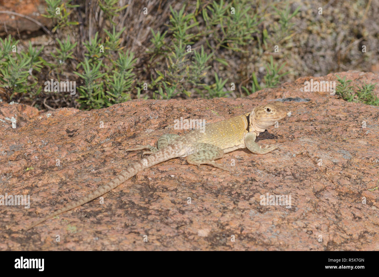 Eastern Collared Lizard, Crotaphytus collaris Stock Photo Alamy