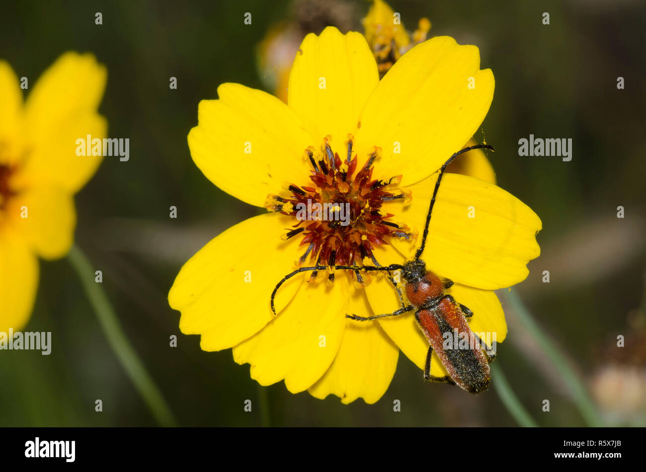 Long-horned Beetle, Crossidius discoideus, on Stiff Greenthread, Thelesperma filifolilum Stock Photo
