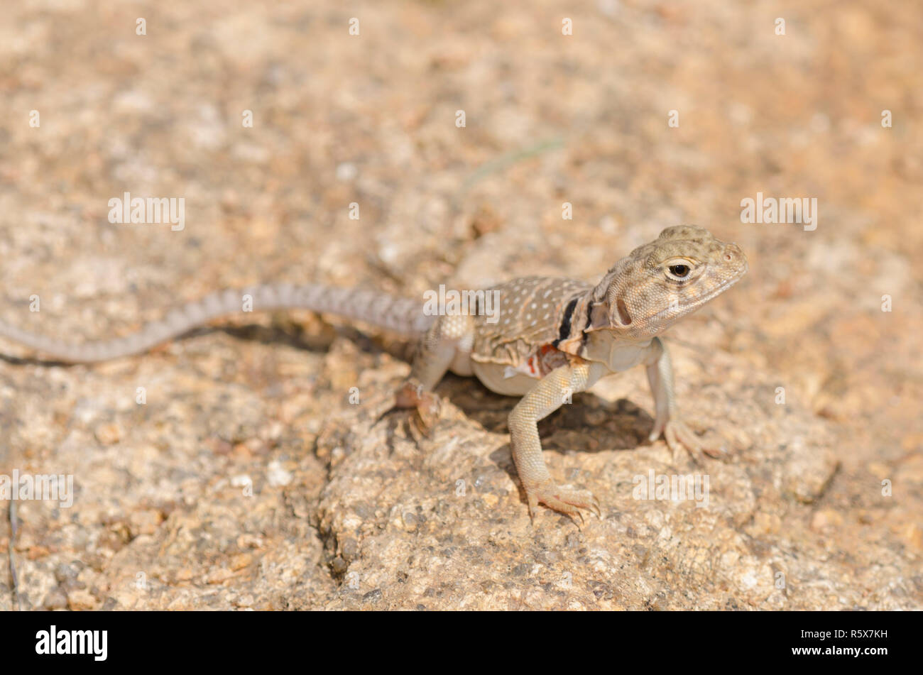 Eastern Collared Lizard, Crotaphytus collaris Stock Photo Alamy