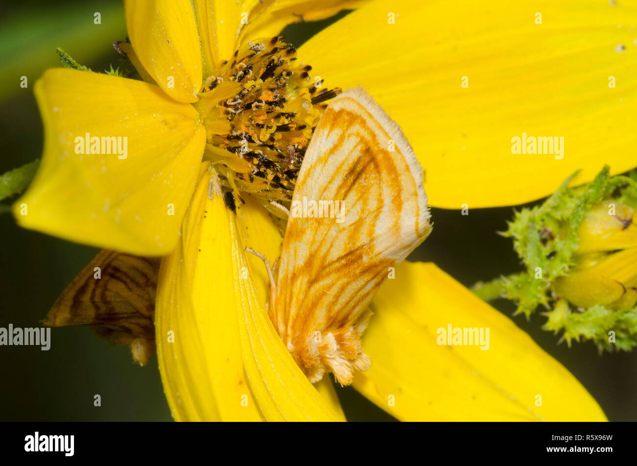 Goldenrod Stowaway, Cirrhophanus triangulifer, camouflaged on Stiff Sunflower, Helianthus pauciflorus Stock Photo