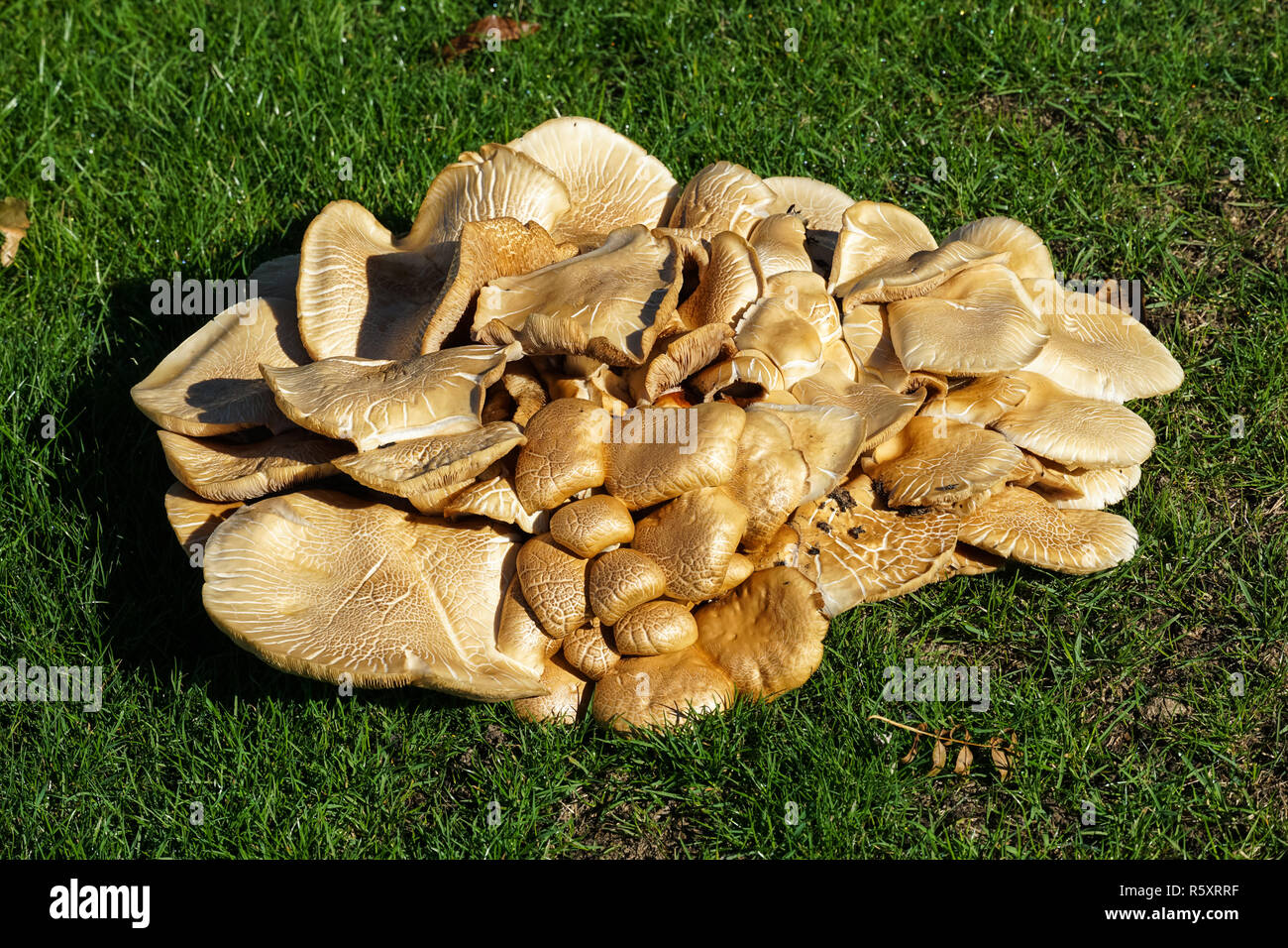 Big clump of fungus Stock Photo