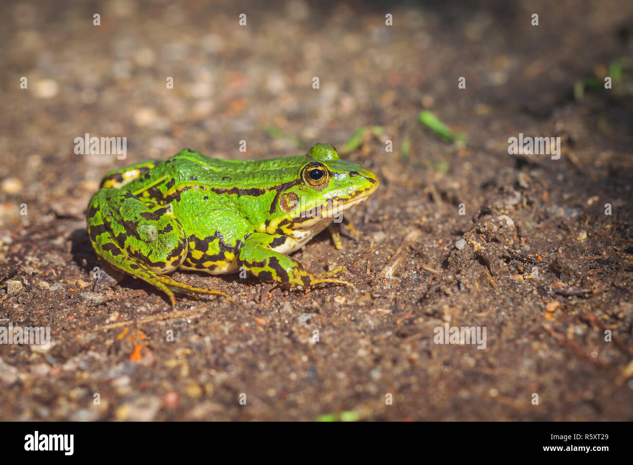 Pond Frog Forest Path Stock Photo Alamy