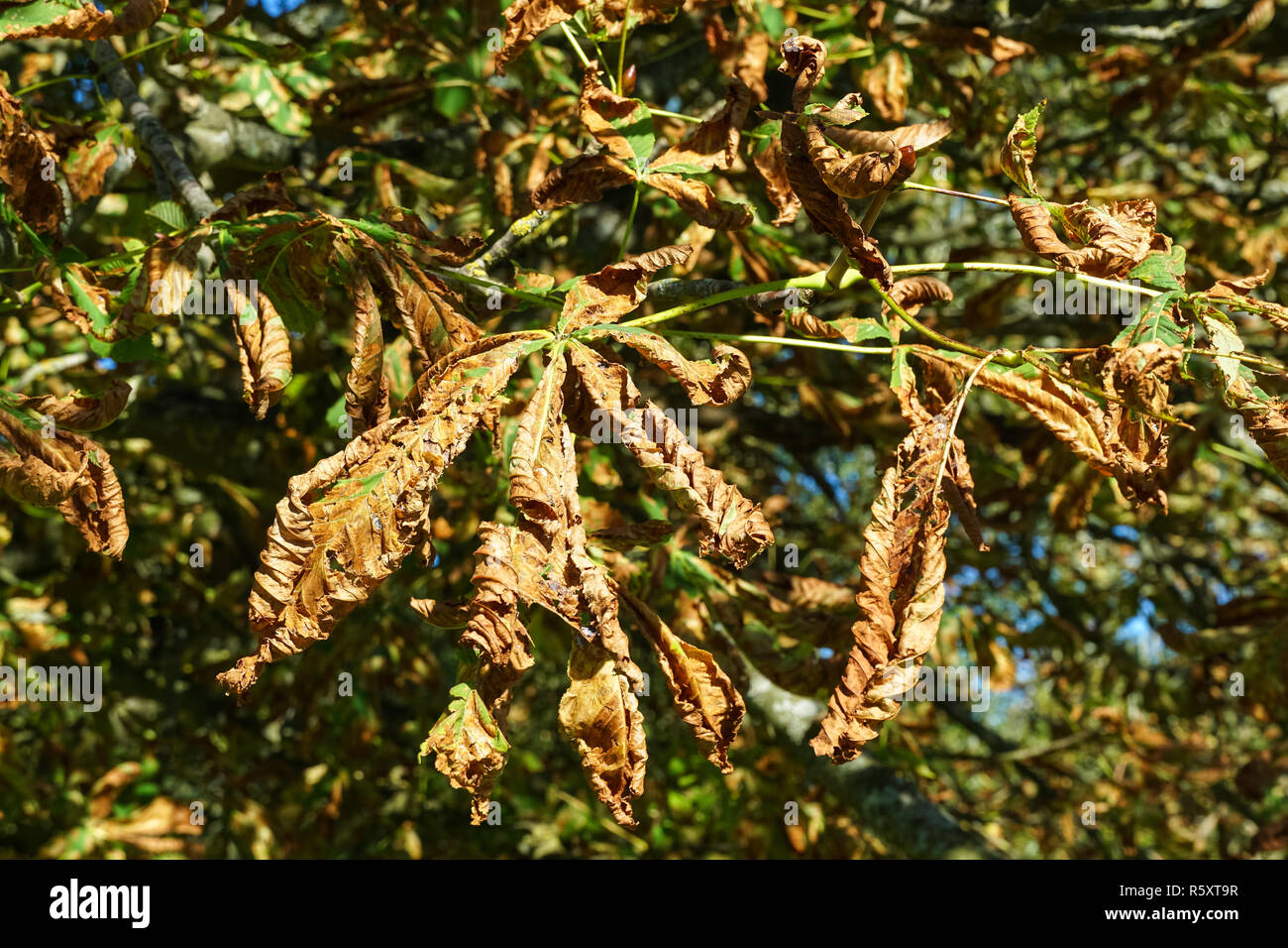 Common horsechestnut tree leaves damaged by horsechestnut leaf miner Stock Photo Alamy