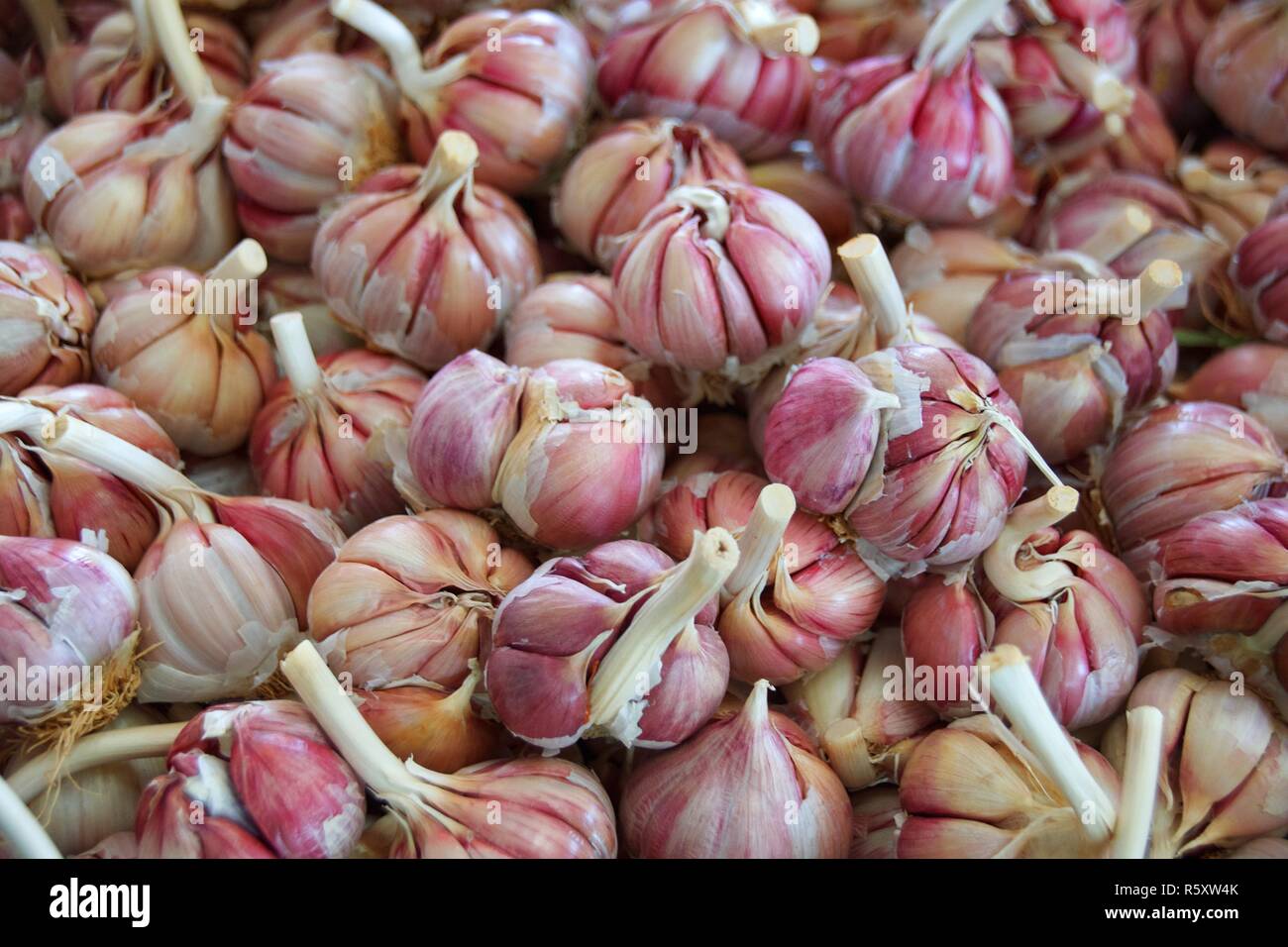 Bulbs of garlic for sale in a souk in Morocco Stock Photo Alamy