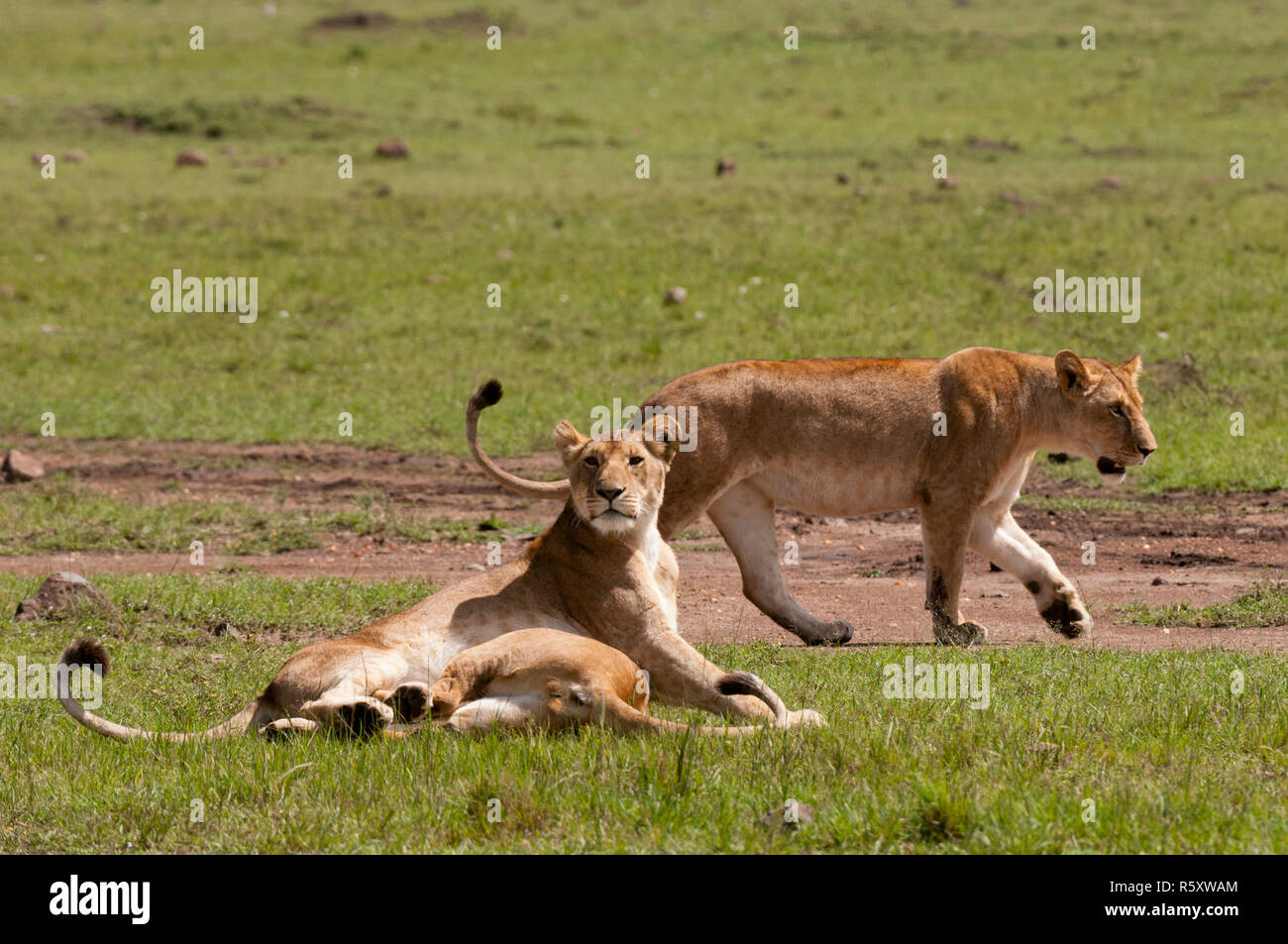 Lion (Panthera leo), Masai Mara, Kenya Stock Photo - Alamy