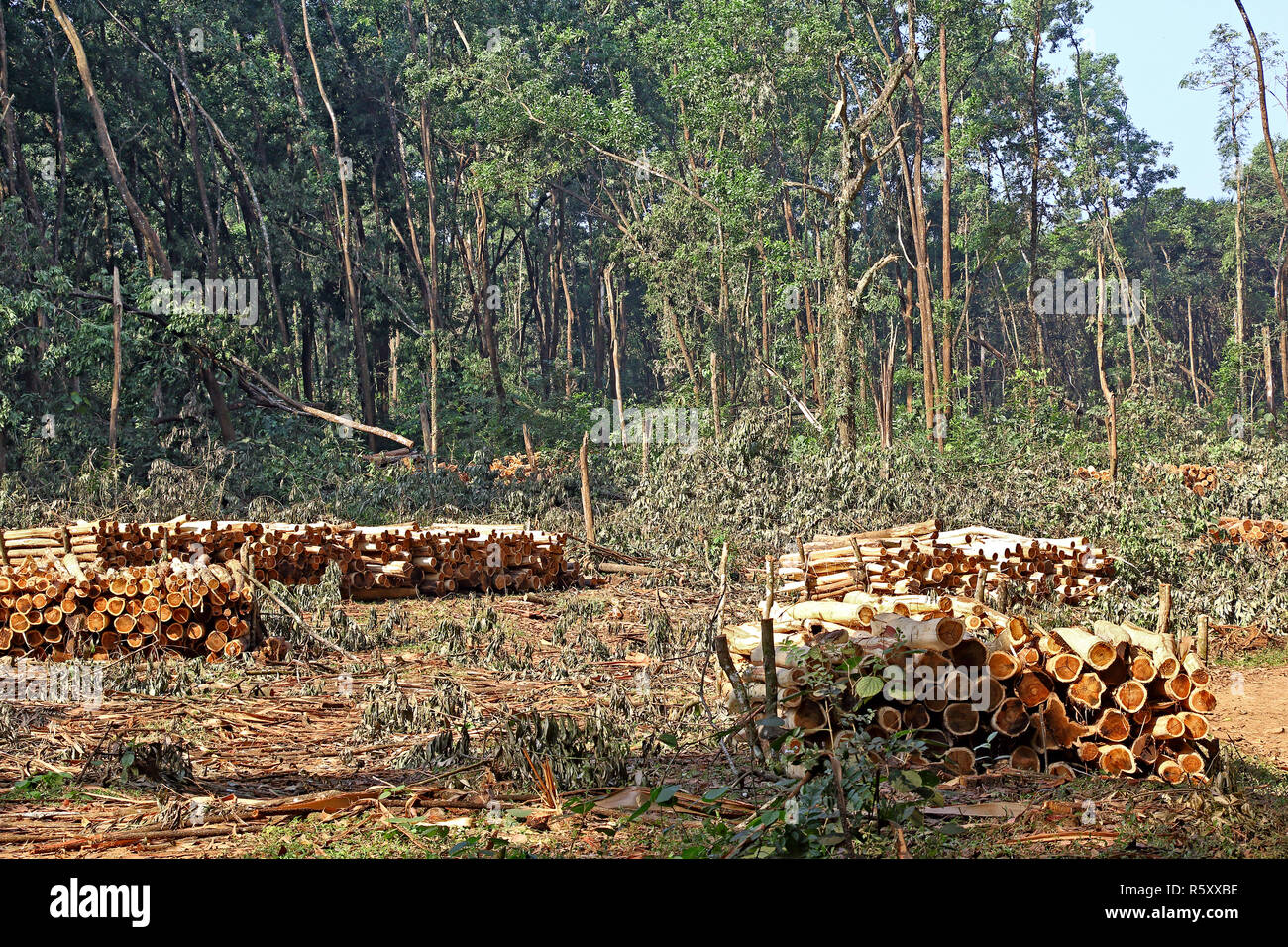 Stacks of peeled tree trunks received from clear cutting forest trees in Kerala, India Stock Photo