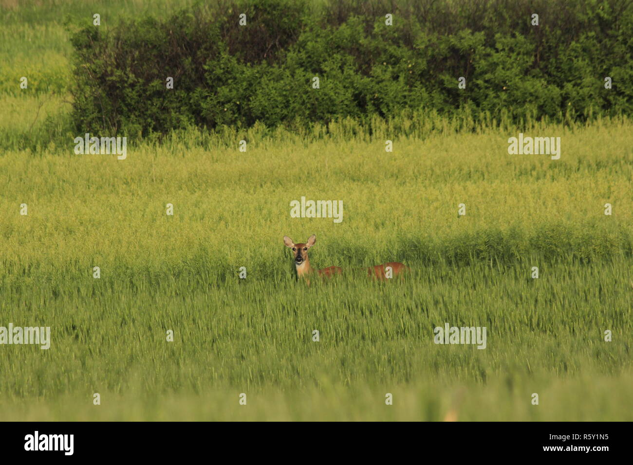 Whitetail Doe in a green Wheat Field in Kansas USA. Stock Photo