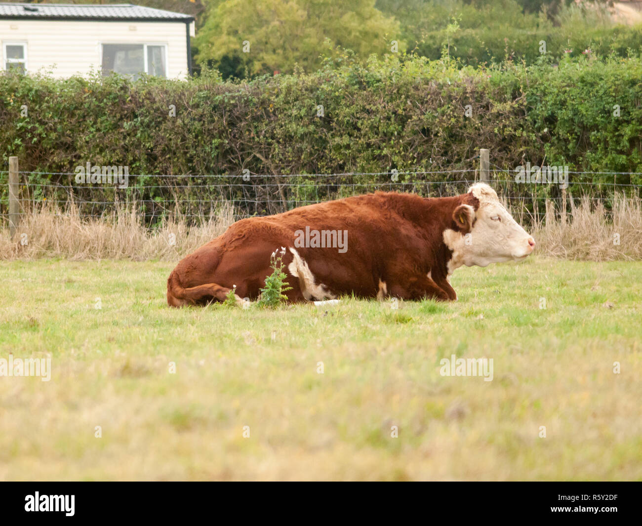 beautiful brown cow resting on grass side view Stock Photo - Alamy