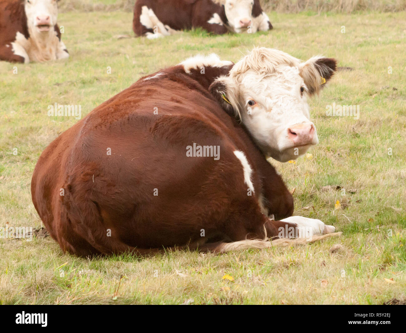 Bull cow from behind hi-res stock photography and images - Alamy