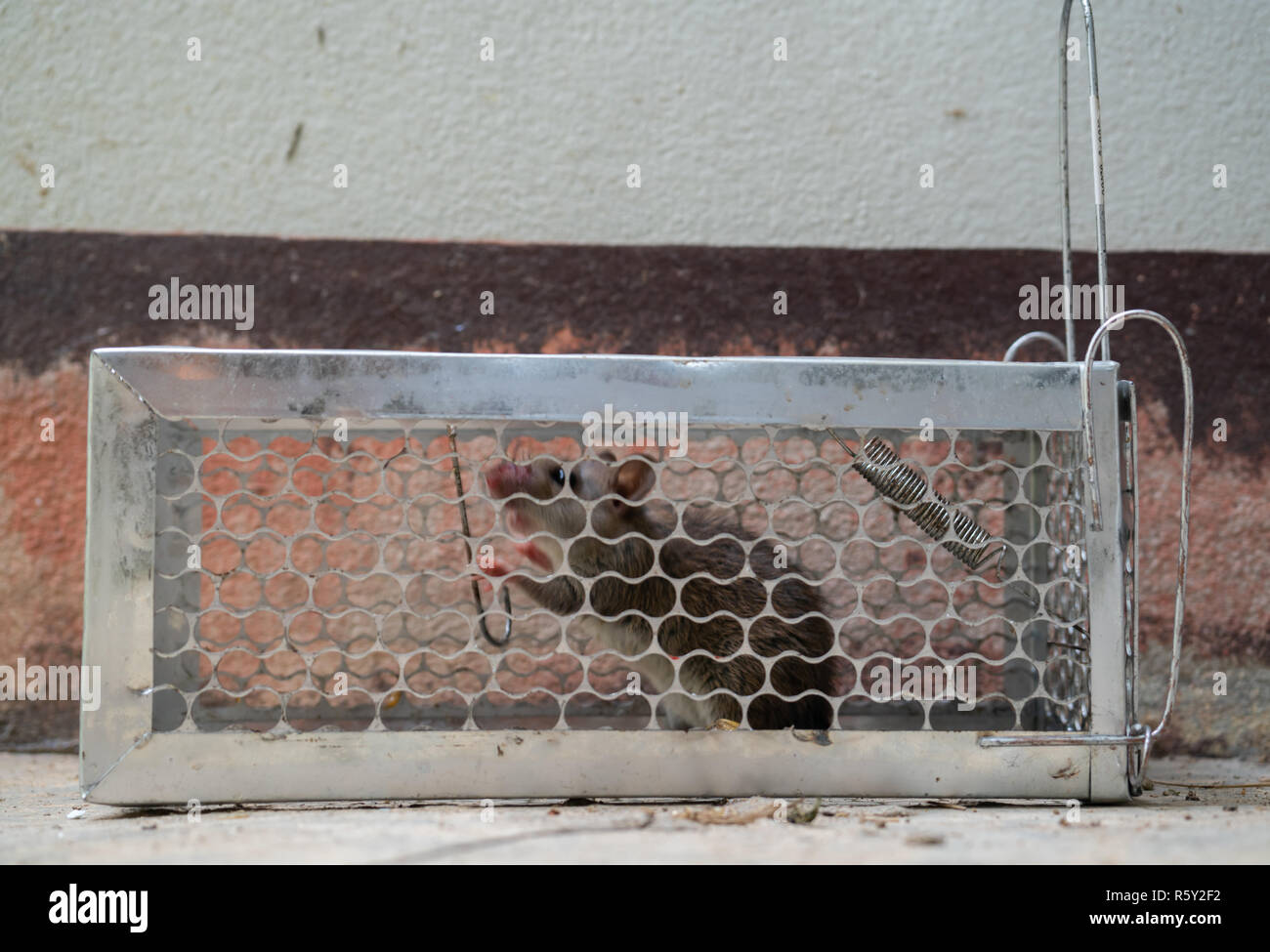 fearful mice trapped in a  rat cage Stock Photo