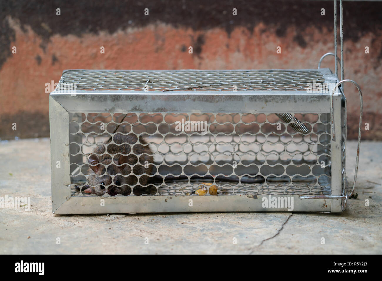 fearful mice trapped in a  rat cage Stock Photo