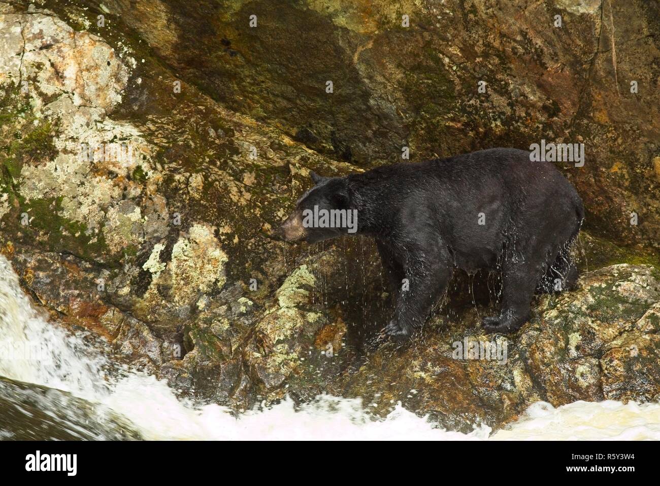 Black bear fishing for salmon Stock Photo