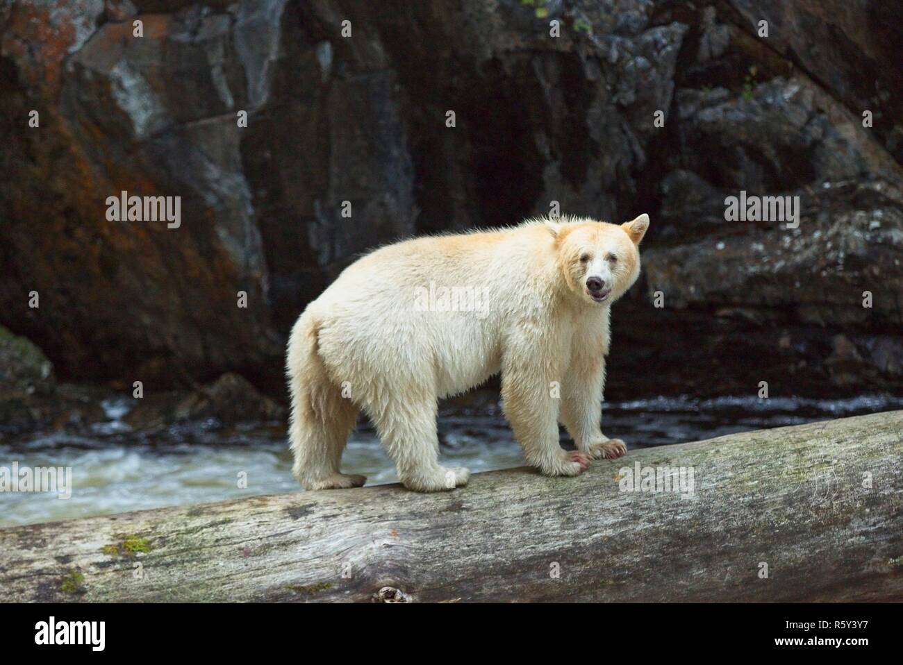 Spirit Bear catches salmon and poses for us Stock Photo