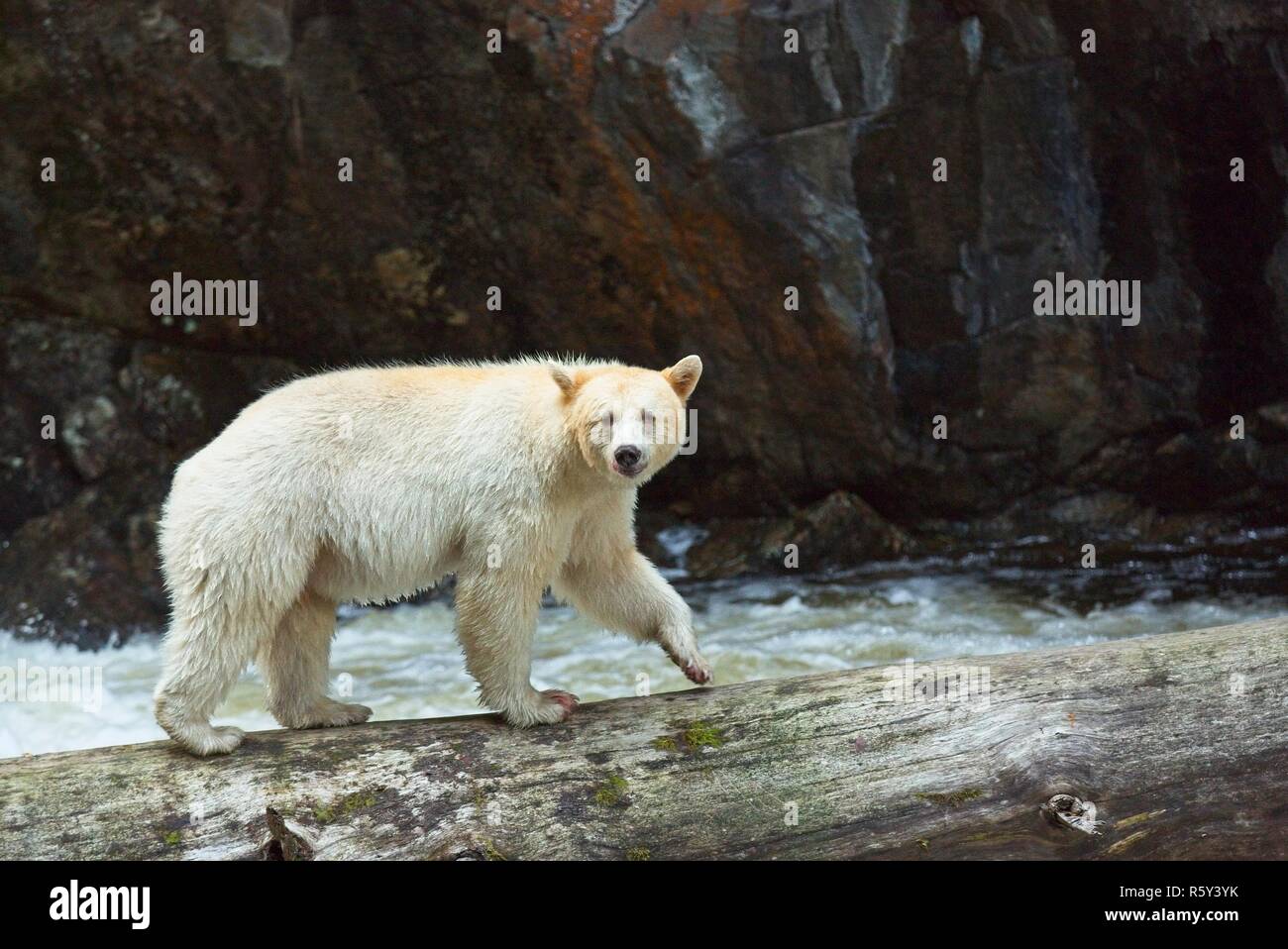 Spirit Bear catches salmon and poses for us Stock Photo