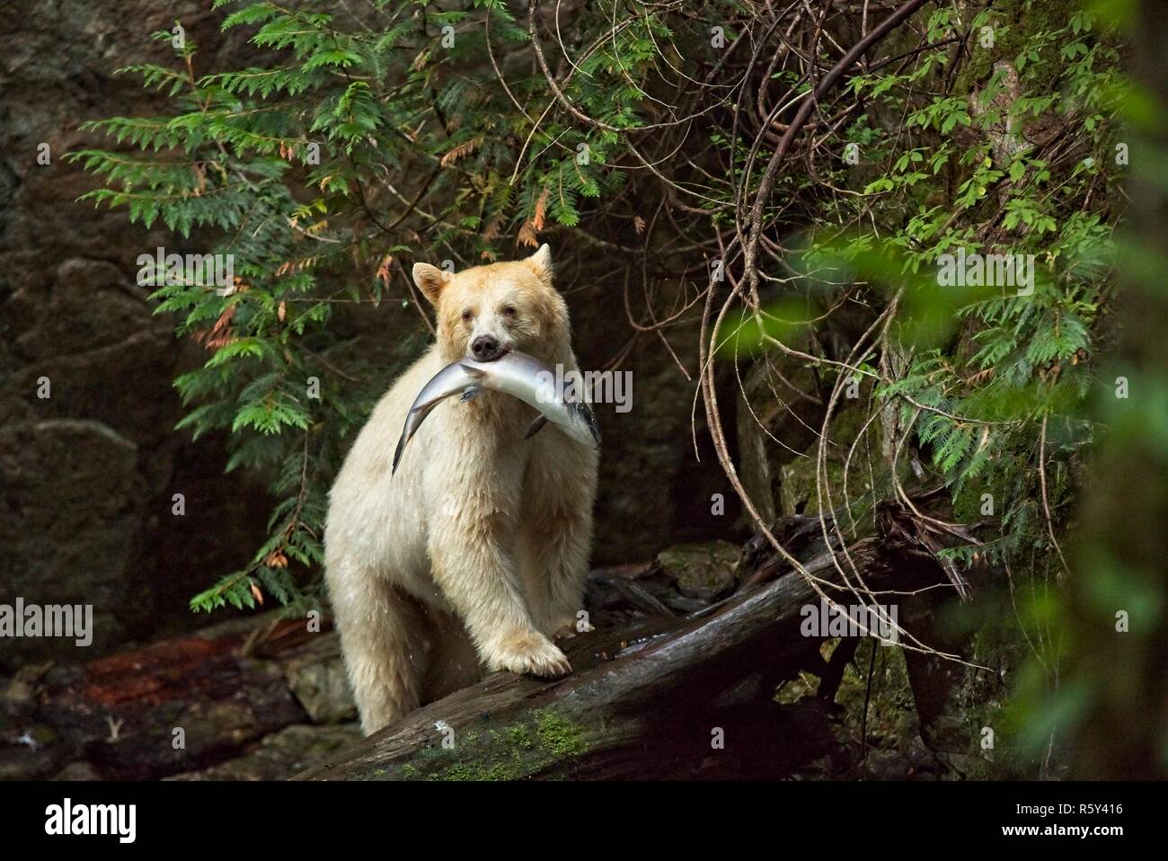 Spirit Bear catches salmon and poses for us Stock Photo