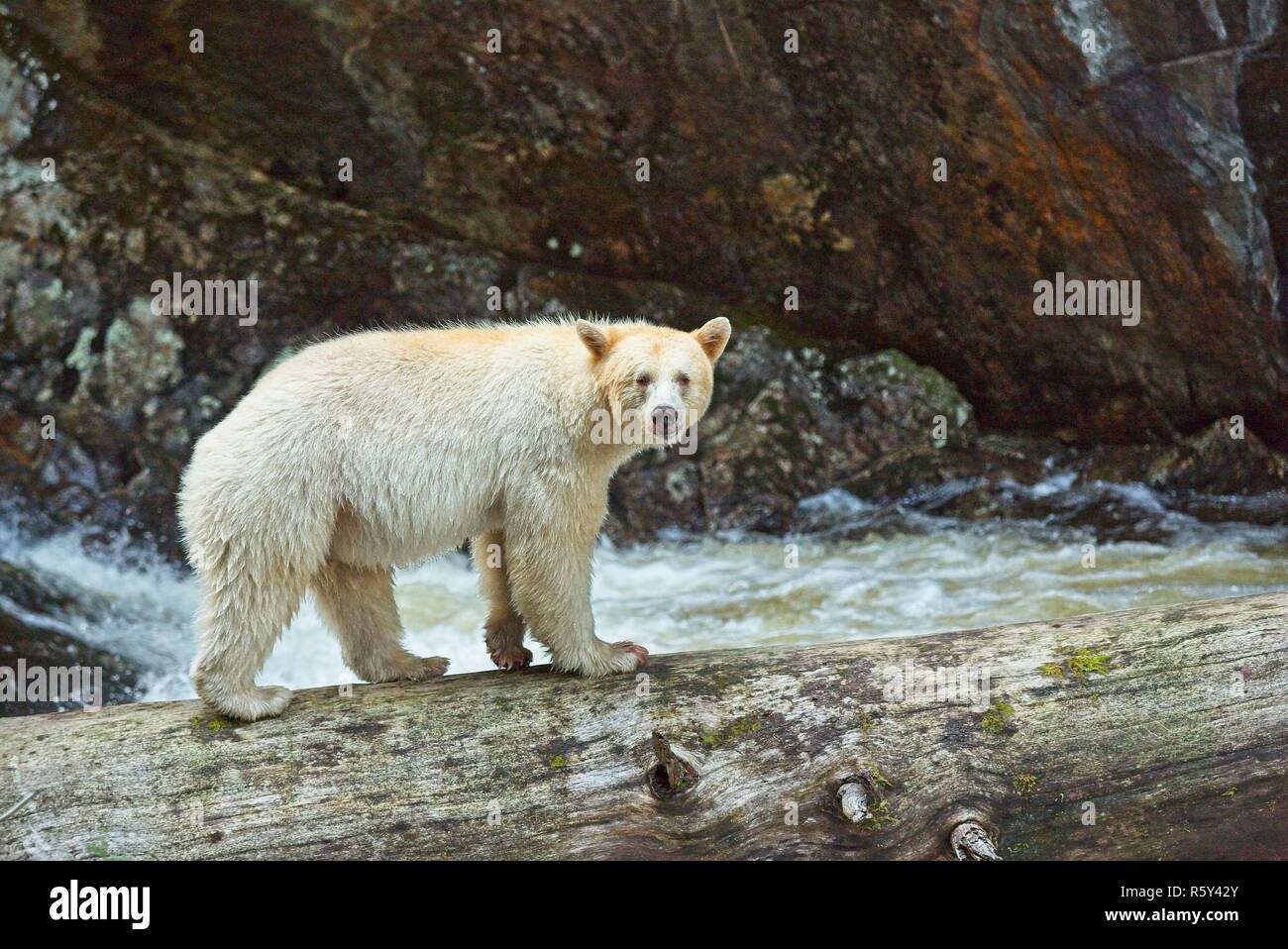 Spirit Bear catches salmon and poses for us Stock Photo