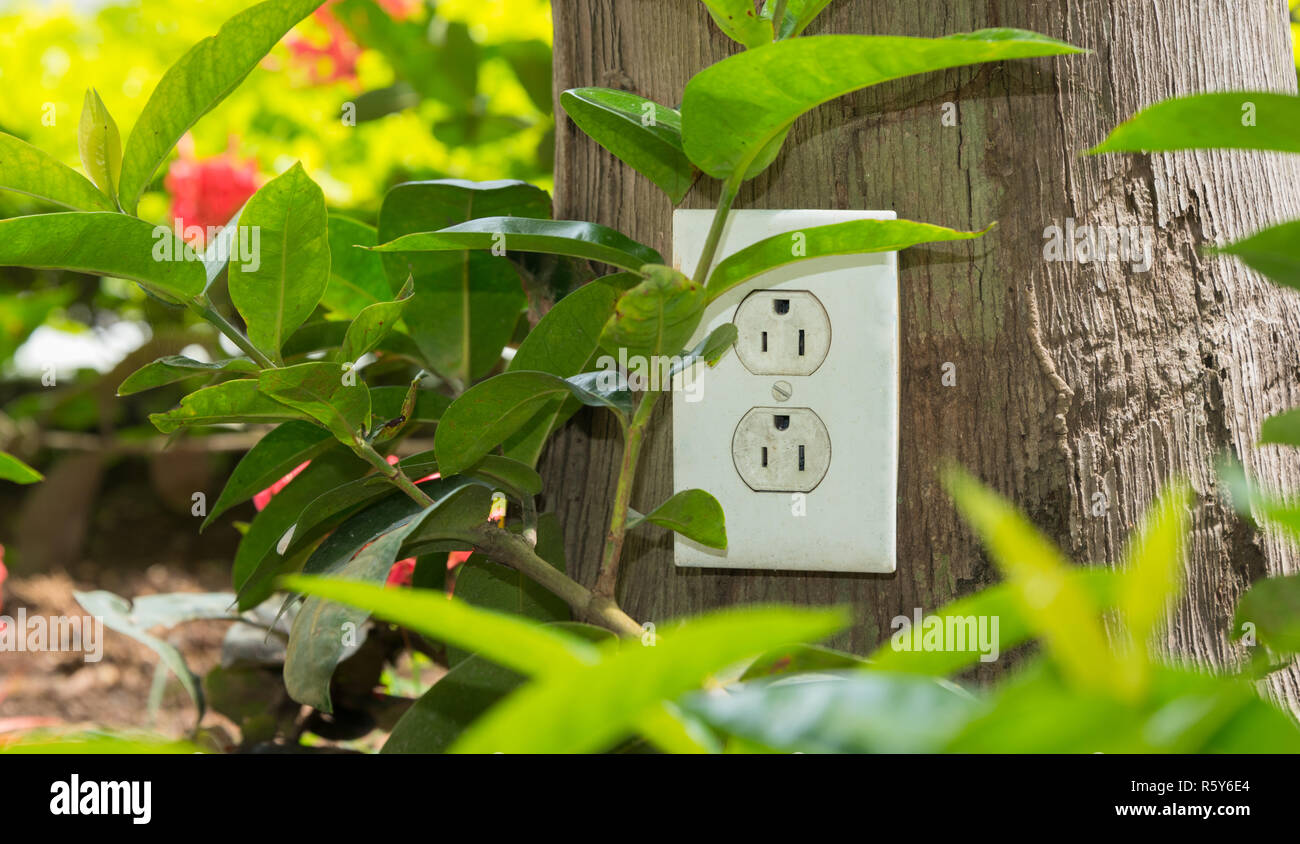 AC outlet on a tree trunk in a garden, green energy concept of electric power. Stock Photo