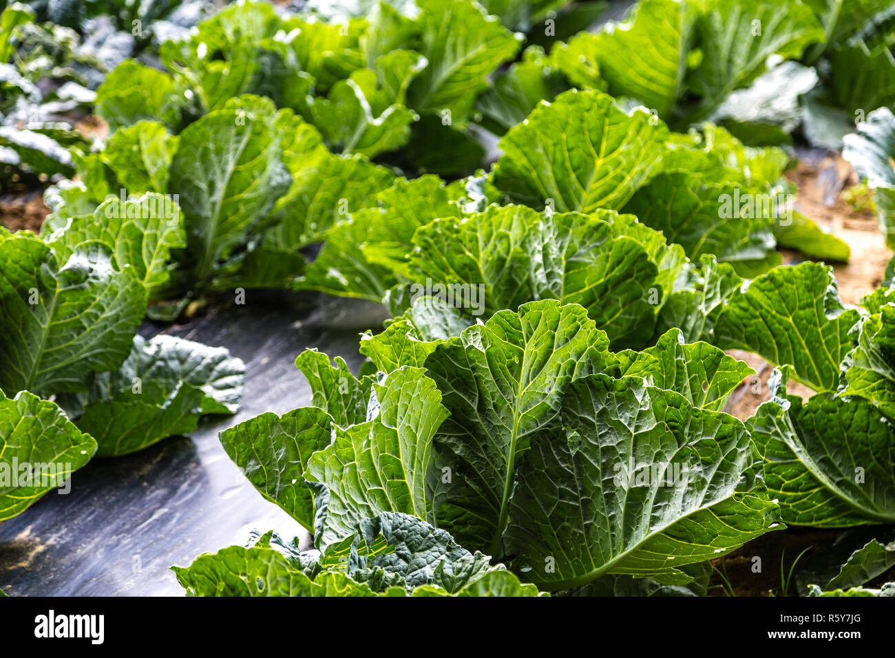 Growing savoy cabbage in rows in vegetable garden Stock Photo Alamy