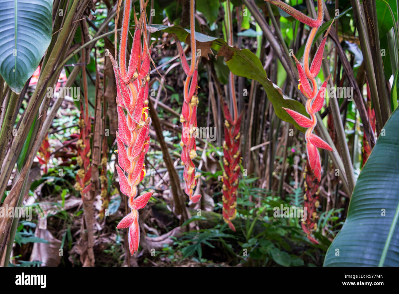 Tropical Flowers in Colombia Stock Photo