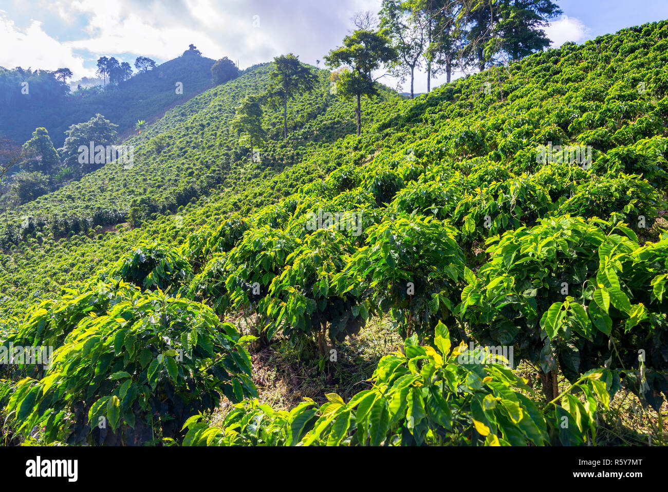 Coffee Plants on a Hill Stock Photo Alamy