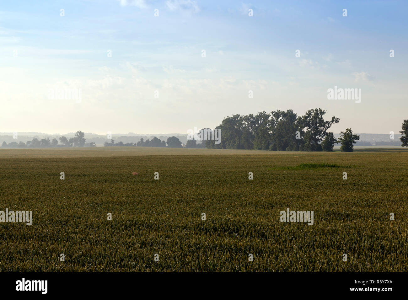 green leaves of corn Stock Photo - Alamy