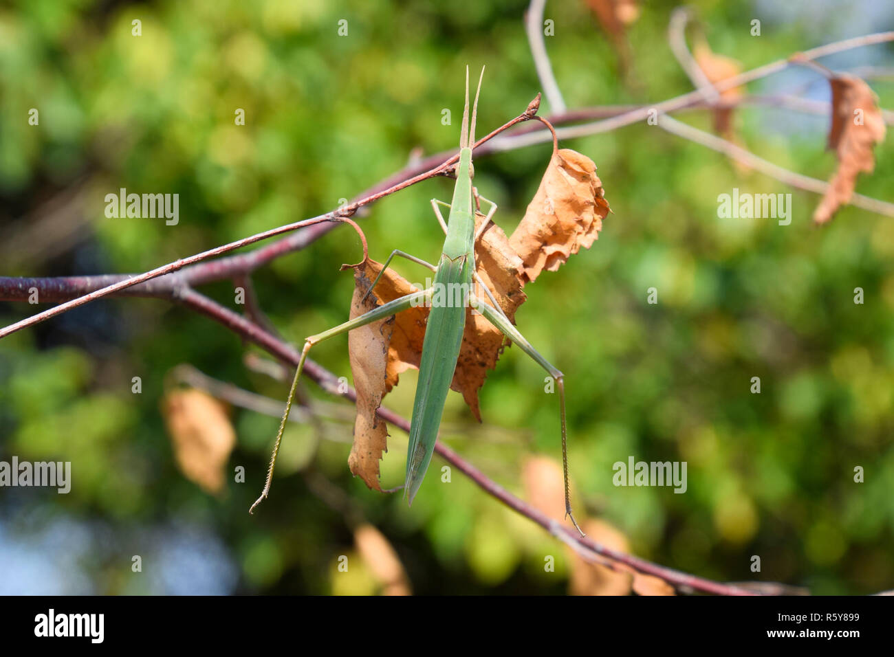 Green locust, wing insect. Pest of agricultural crops. Stock Photo