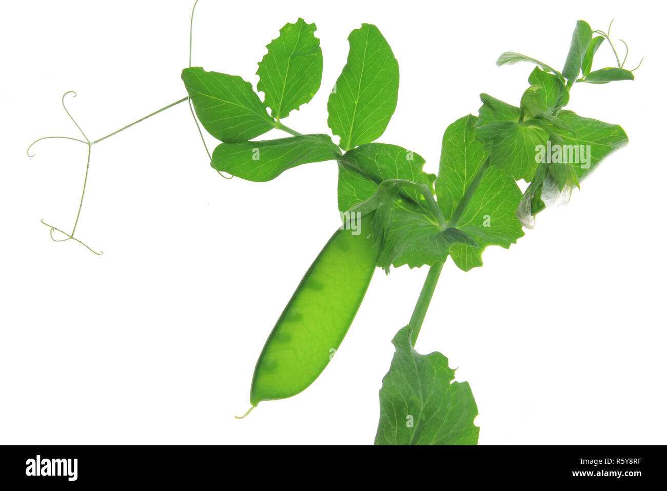 Stock Photo