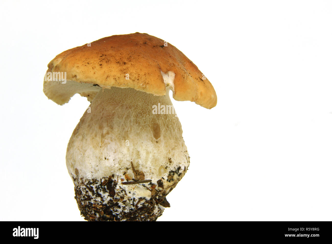 Stock Photo