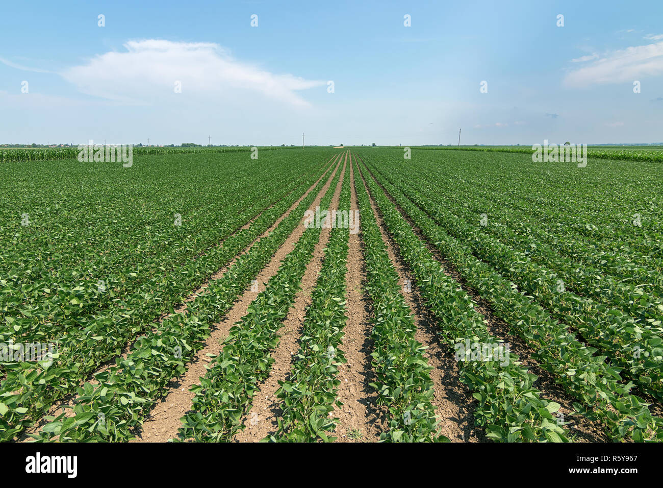 Soy plantation brasil hi-res stock photography and images - Alamy
