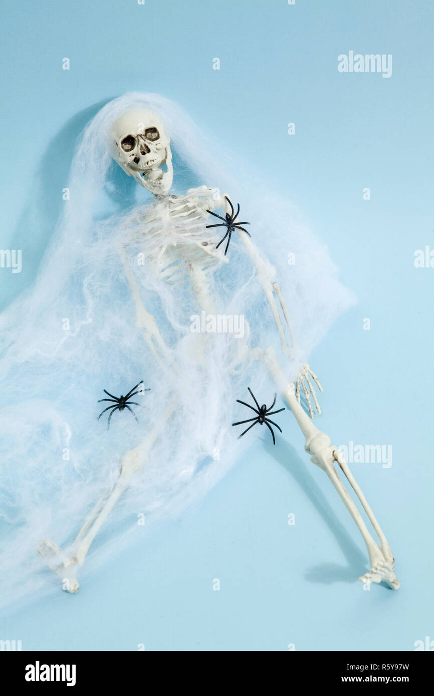 Spider skeleton Stock Photo