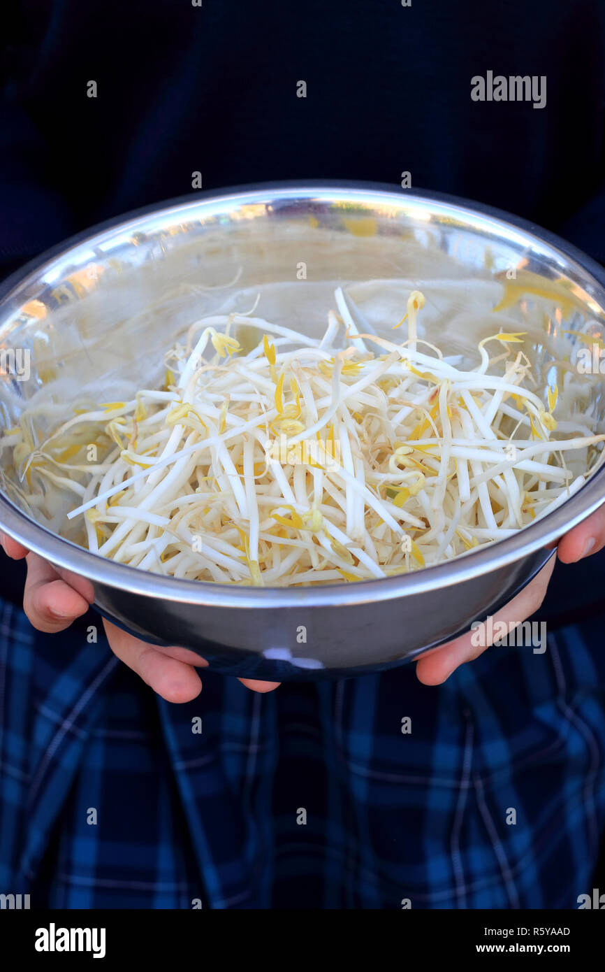 Close up of fresh mung bean sprouts in stainless steel bowl Stock Photo