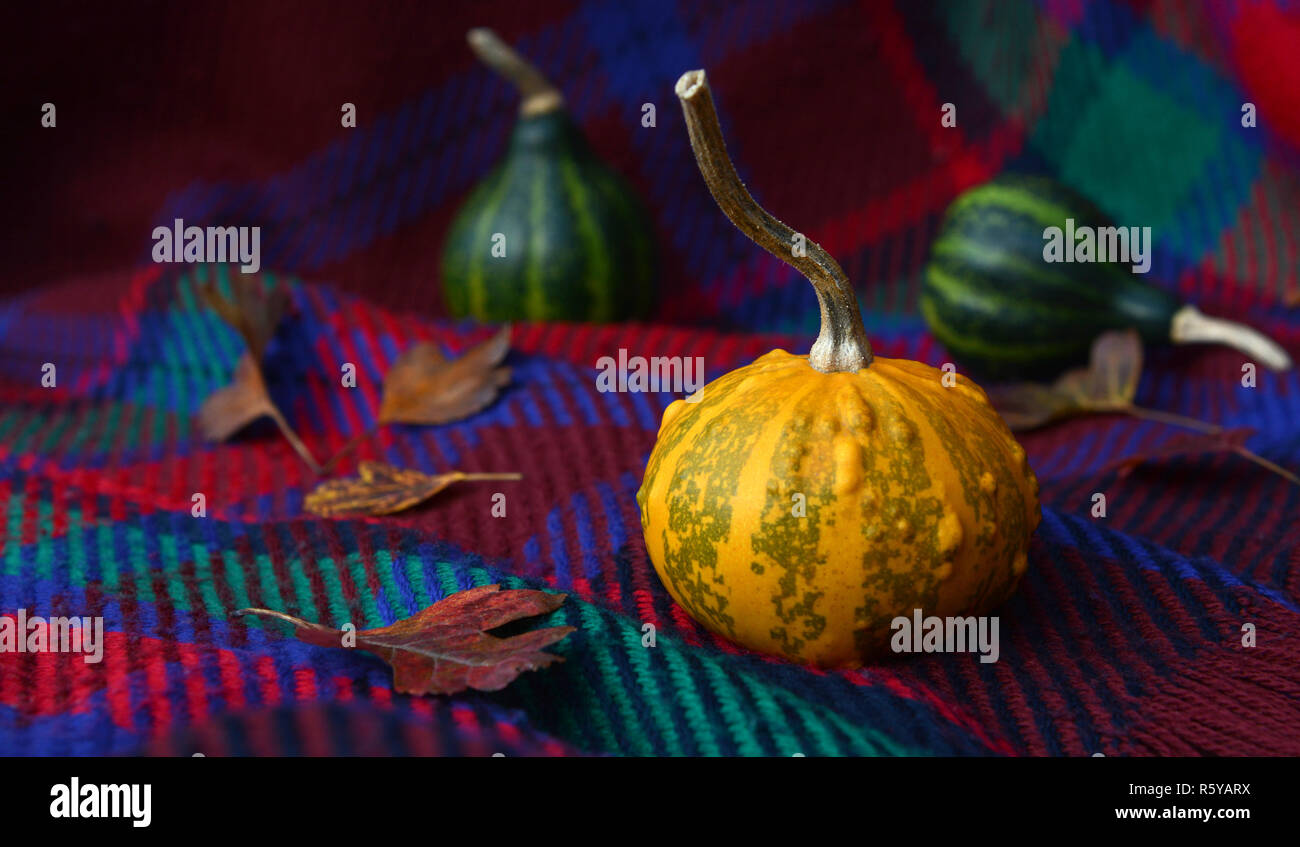 Warty yellow ornamental gourd with leaves and green gourds Stock Photo