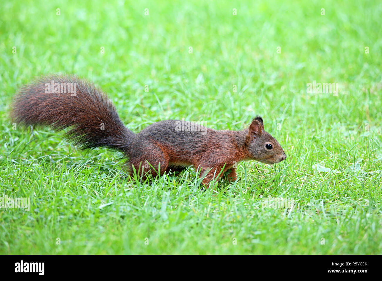 curious squirrel sciurus vulgaris in the grass Stock Photo