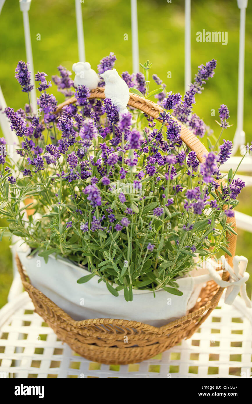 beauty and fresh lavender in the flower pot Stock Photo Alamy