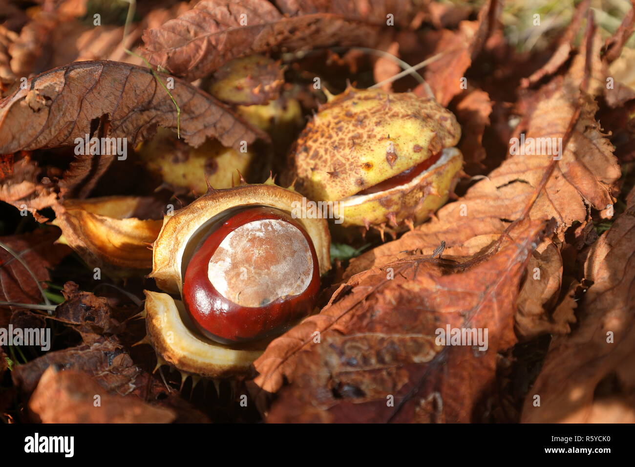 the common horse chestnut in autumn Stock Photo