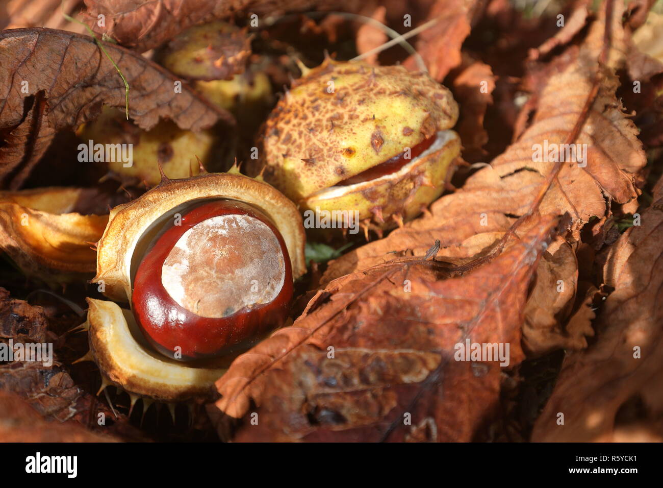 the common horse chestnut in autumn Stock Photo