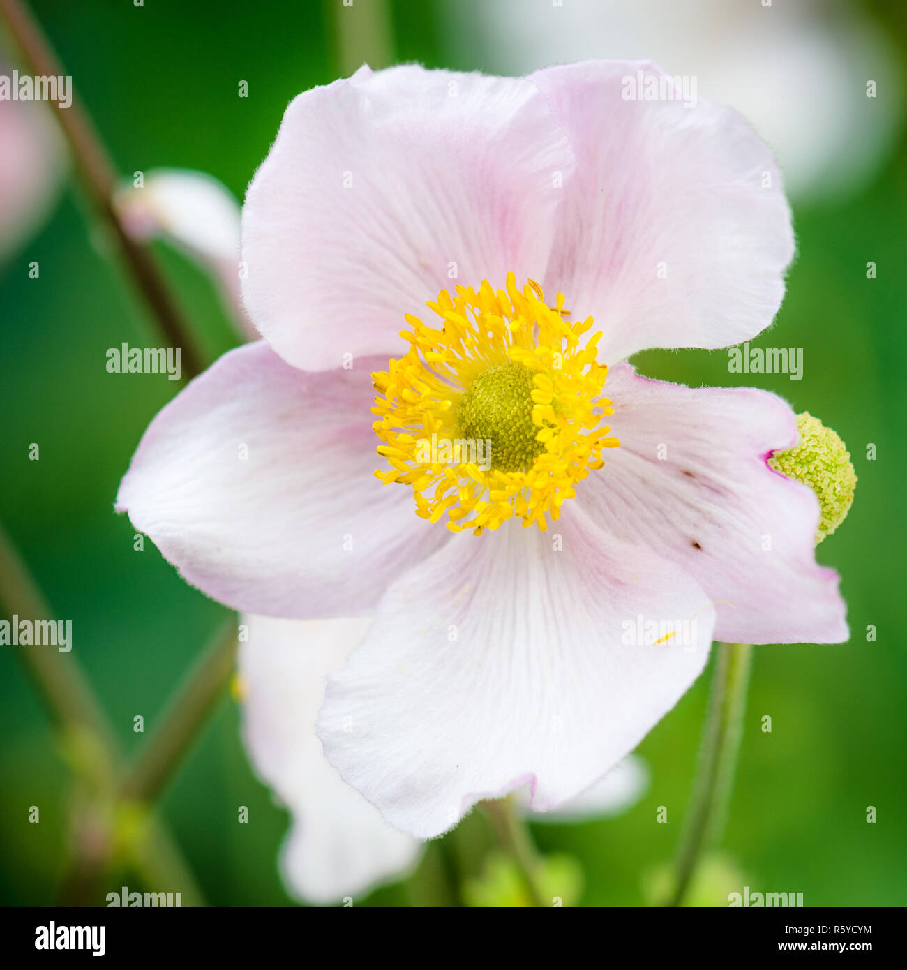 Pale pink flower Japanese anemone, close-up. Note: Shallow depth of field Stock Photo