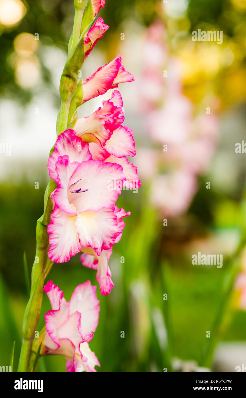 Light pink gladiolus flower, close-up Stock Photo