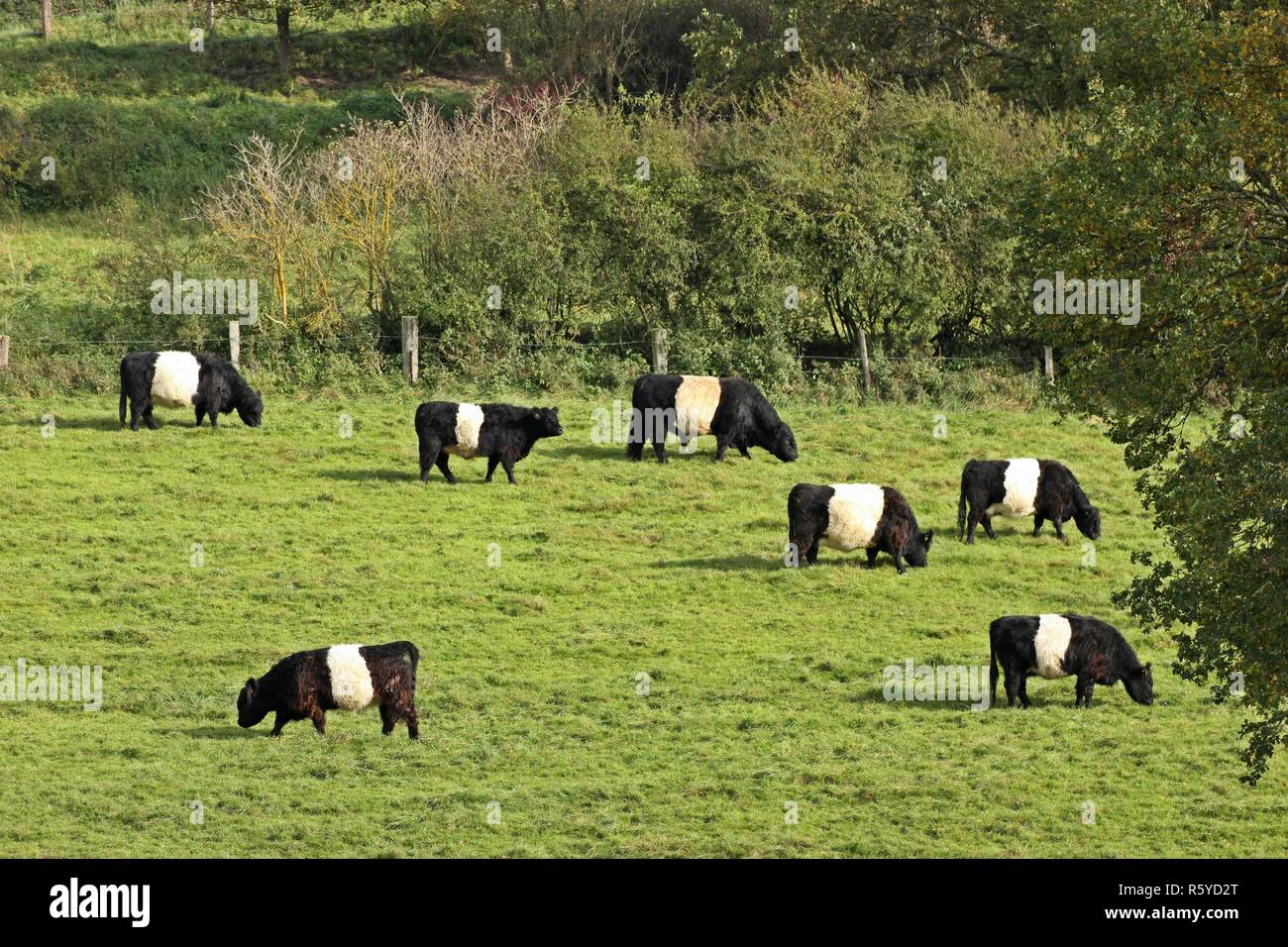 Belted galloways herd hi-res stock photography and images - Alamy