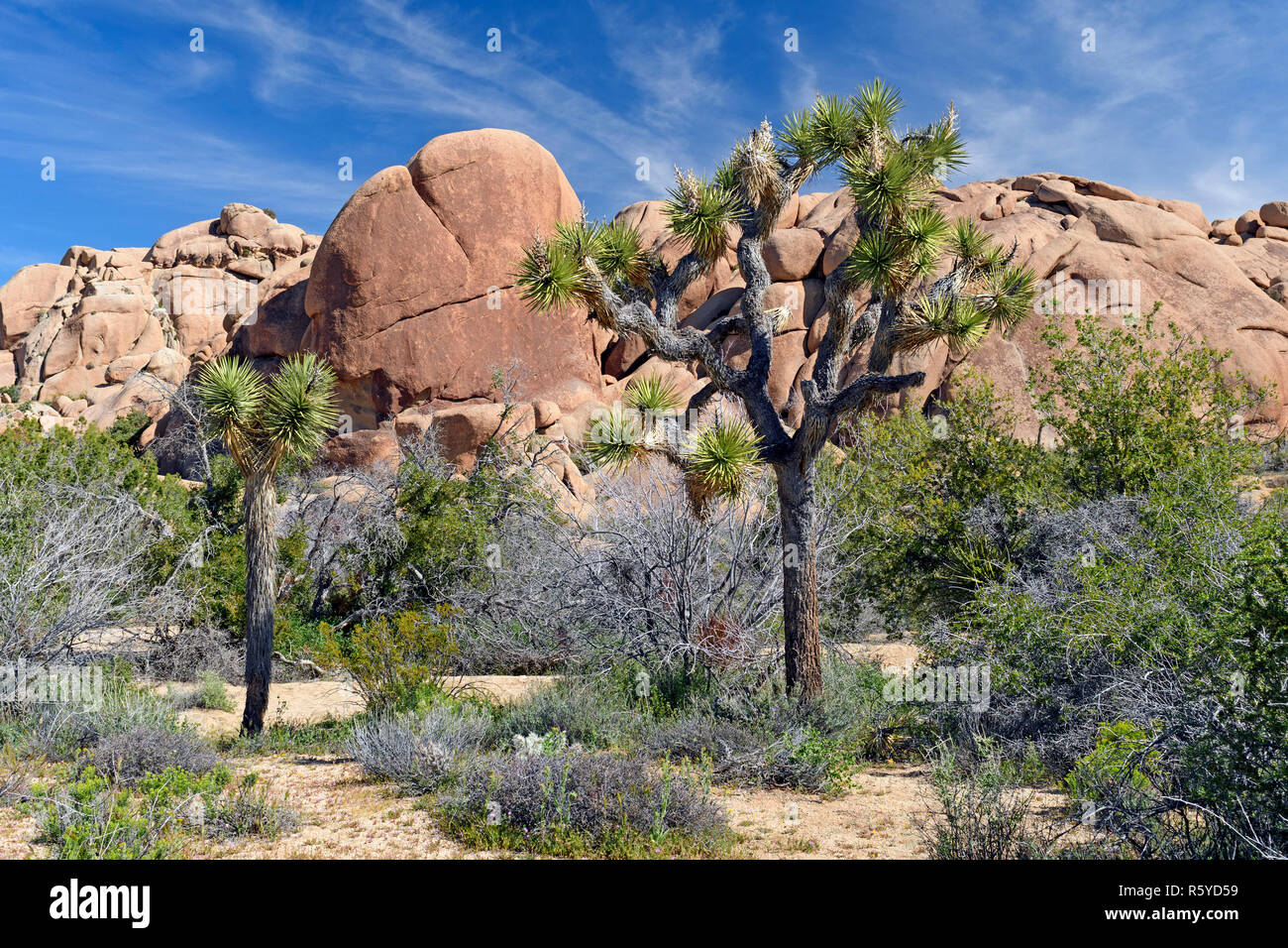 Joshua trees among desert hi-res stock photography and images - Alamy