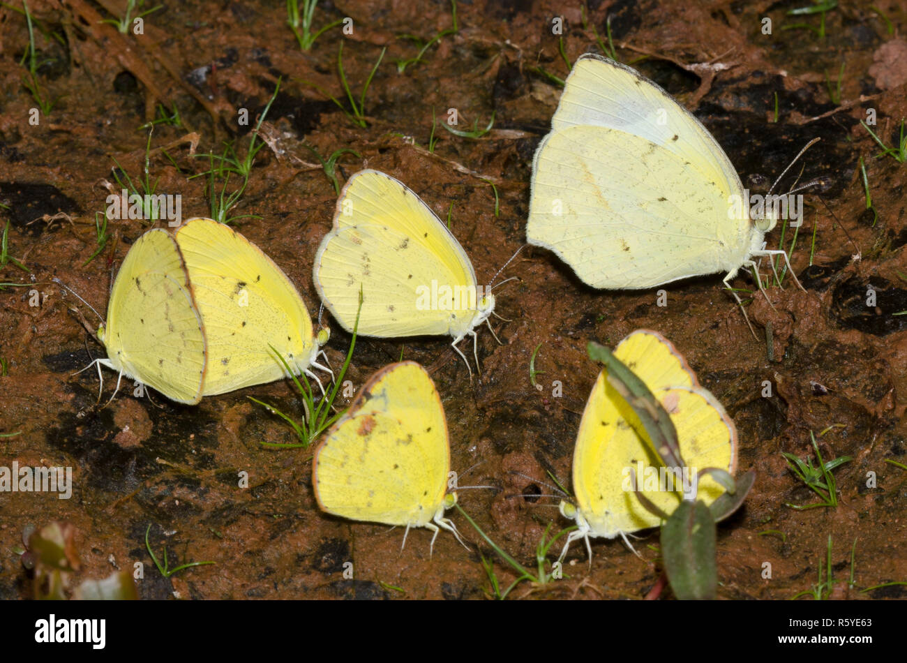 Mexican Yellow, Eurema mexicana, and Little Yellows, Pyrisitia lisa, mud-puddling Stock Photo