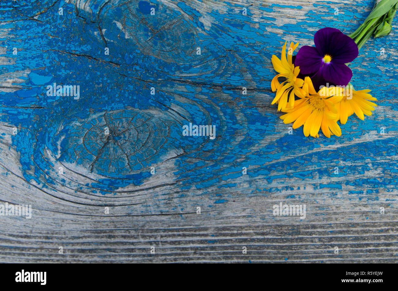 Composition of flowers of calendula and violets on top of an old wooden painted board with dowels Stock Photo