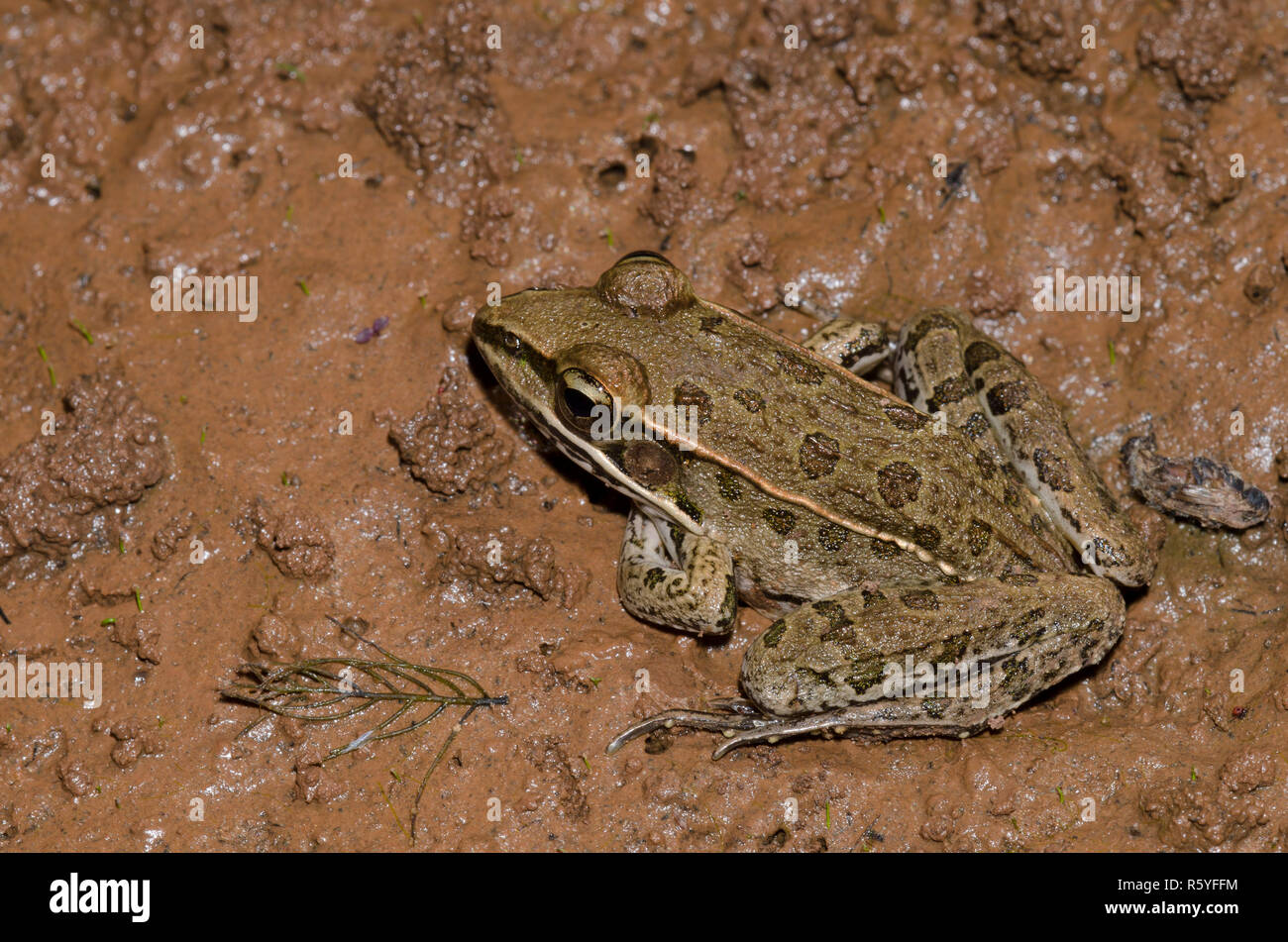 Southern Leopard Frog, Lithobates sphenocephalus Stock Photo