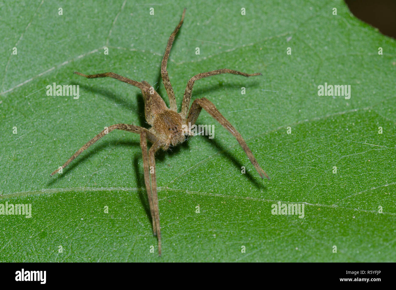 Nursery  Spider, Pisaurina mira Stock Photo Alamy