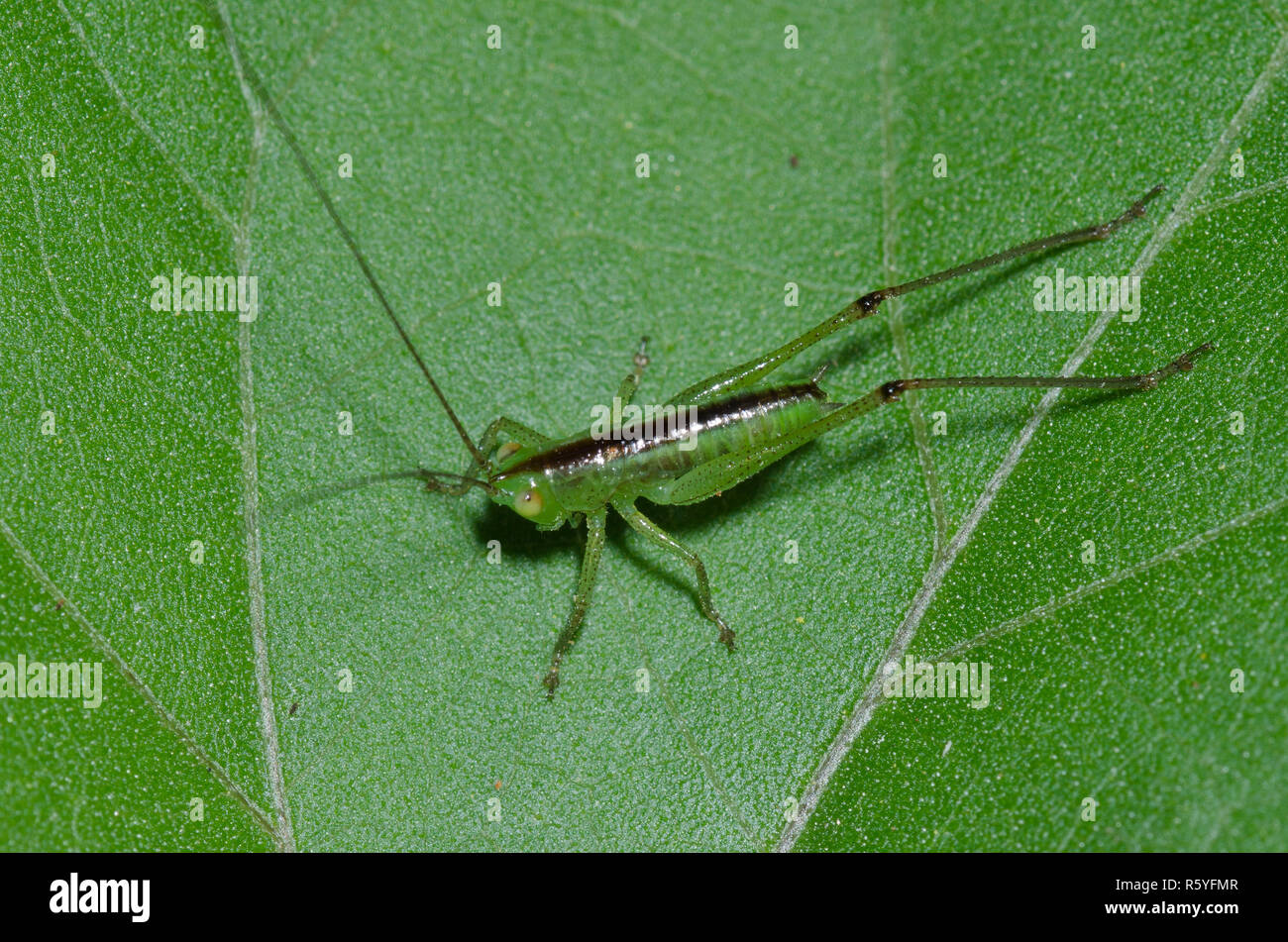 Meadow Katydid, Tribe Conocephalini, nymph Stock Photo