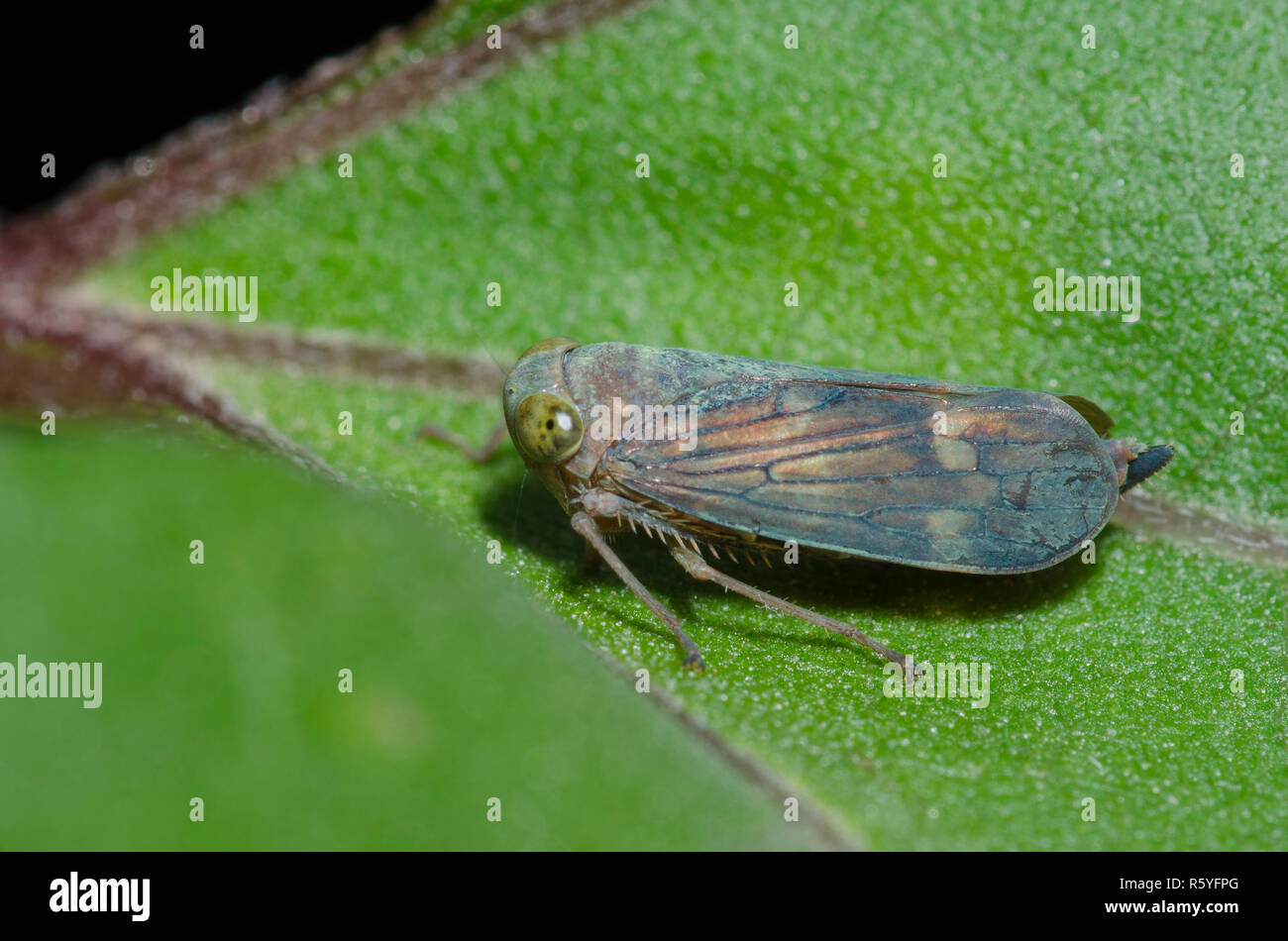 Leafhopper, Jikradia olitoria Stock Photo Alamy