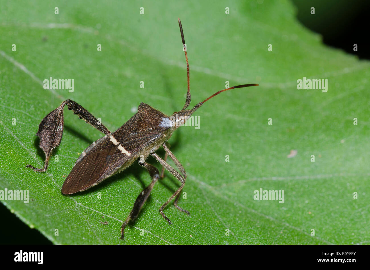 Leaf-footed Bug, Leptoglossus phyllopus Stock Photo