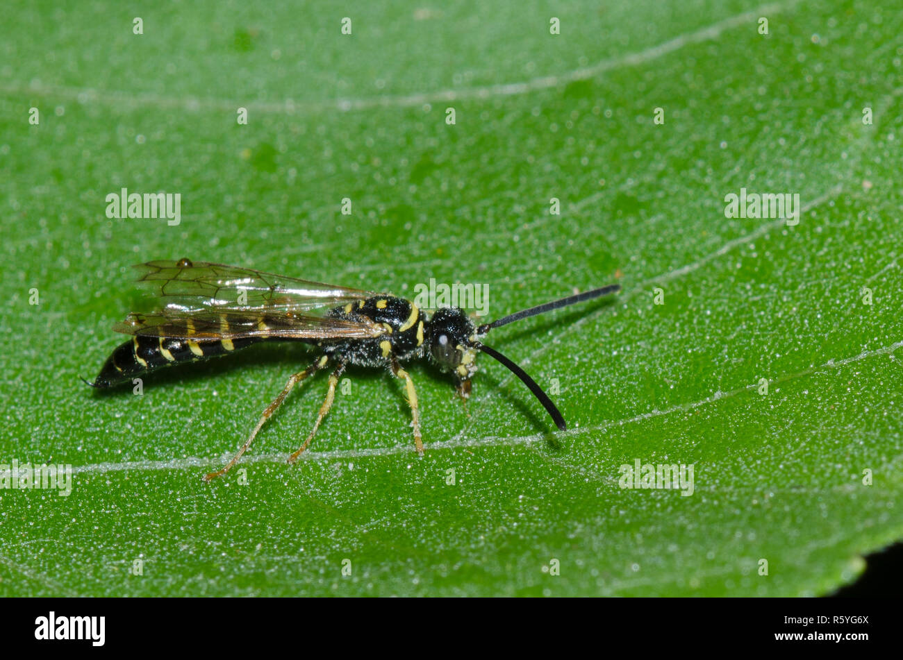 Thynnid Wasp, Myzinum sp. Stock Photo