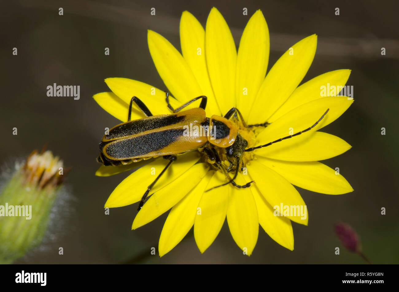 Goldenrod Soldier Beetle, Chauliognathus pensylvanicus, on soft goldenaster, Bradburia pilosa Stock Photo